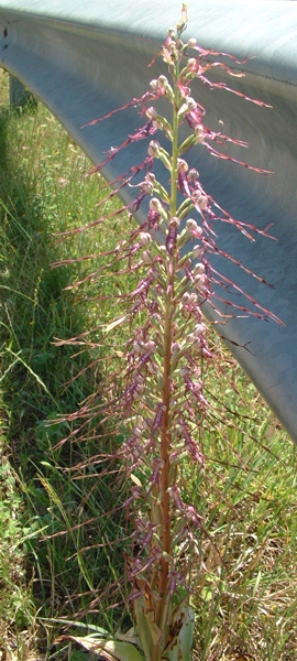 Himantoglossum adriaticum